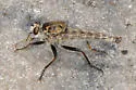Proctacanthella robusta