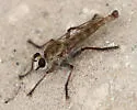 Proctacanthella wilcoxi
