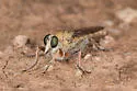 Proctacanthella willistoni - photo 2