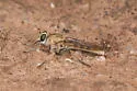 Proctacanthella willistoni - photo 3
