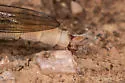 Proctacanthella willistoni - photo 4