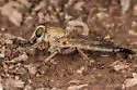 Proctacanthella willistoni - photo 5