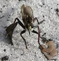 Proctacanthus brevipennis