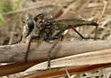 Proctacanthus brevipennis - photo 2