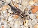 Proctacanthus brevipennis - photo 3