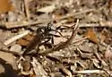 Proctacanthus brevipennis - photo 4