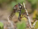 Proctacanthus brevipennis - photo 5