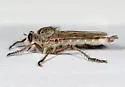 Proctacanthus duryi