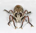 Proctacanthus duryi - photo 2