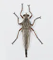 Proctacanthus duryi - photo 4
