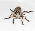 Proctacanthus duryi - photo 5