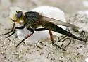 Proctacanthus fulviventris