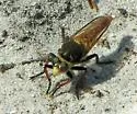 Proctacanthus fulviventris - photo 2