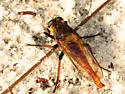 Proctacanthus fulviventris - photo 3