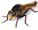 Proctacanthus fulviventris - photo 4