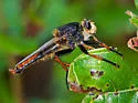 Proctacanthus fulviventris - photo 5