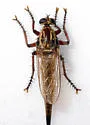Proctacanthus gracilis - photo 2