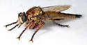 Proctacanthus gracilis - photo 3