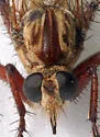 Proctacanthus gracilis - photo 4