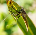 Proctacanthus gracilis - photo 5