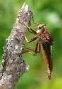 Proctacanthus heros