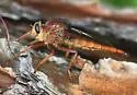 Proctacanthus heros - photo 2