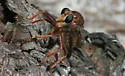 Proctacanthus heros - photo 3