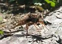 Proctacanthus heros - photo 4