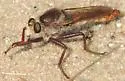 Proctacanthus hinei
