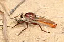 Proctacanthus hinei - photo 2