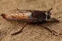 Proctacanthus hinei - photo 3