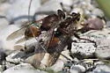 Proctacanthus hinei - photo 4