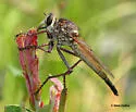 Proctacanthus longus