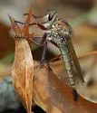 Proctacanthus longus - photo 2