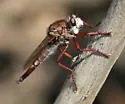 Proctacanthus longus - photo 3