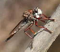 Proctacanthus longus - photo 4