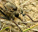 Milbert's Proctacanthus - Proctacanthus milbertii
