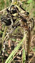 Milbert's Proctacanthus - photo 2