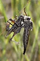 Milbert's Proctacanthus - photo 4