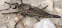 Milbert's Proctacanthus - photo 5