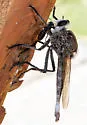 Proctacanthus nearno