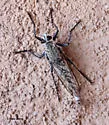 Proctacanthus nearno - photo 4