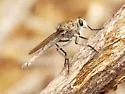 Proctacanthus nearno - photo 5