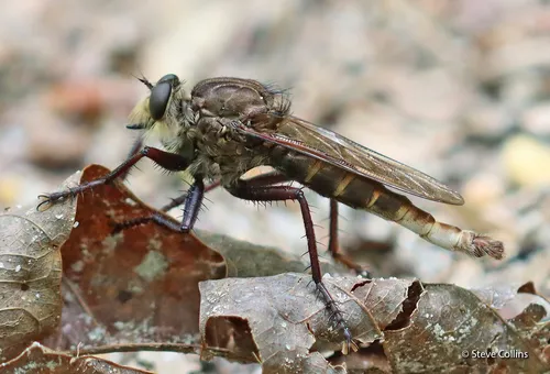 Proctacanthus nigriventris