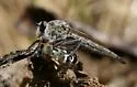 Proctacanthus occidentalis - photo 2