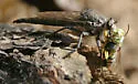 Proctacanthus occidentalis - photo 3