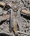 Proctacanthus occidentalis - photo 4