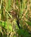 Proctacanthus philadelphicus