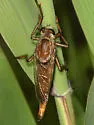 Proctacanthus philadelphicus - photo 2