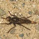Proctacanthus philadelphicus - photo 3